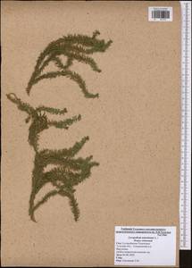 Spinulum annotinum subsp. annotinum, Eastern Europe, Central region (E4) (Russia)