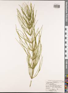 Equisetum arvense L., Eastern Europe, Central region (E4) (Russia)