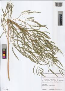 Asparagus officinalis L., Siberia, Altai & Sayany Mountains (S2) (Russia)