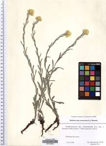SMR000983, Helichrysum arenarium (L.) Moench, Eastern Europe, Middle Volga region (E8) (Russia)