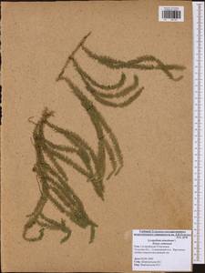 Spinulum annotinum subsp. annotinum, Eastern Europe, Central region (E4) (Russia)