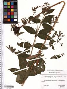 SMR000168, Lysimachia vulgaris L., Eastern Europe, Middle Volga region (E8) (Russia)