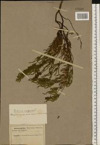 Calluna vulgaris (L.) Hull, Eastern Europe, Northern region (E1) (Russia)