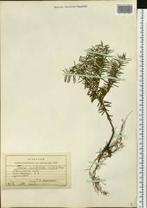 Taxus cuspidata Siebold & Zucc., Siberia, Russian Far East (S6) (Russia)