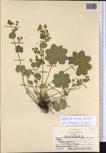 Alchemilla breviloba H. Lindb., Eastern Europe, Middle Volga region (E8) (Russia)