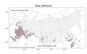 Acer tataricum L., Atlas of the Russian Flora (FLORUS) (Russia)