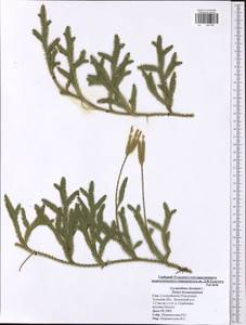 Lycopodium clavatum L., Eastern Europe, Central region (E4) (Russia)