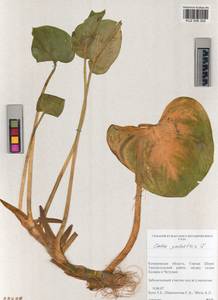 Calla palustris L., Siberia, Altai & Sayany Mountains (S2) (Russia)