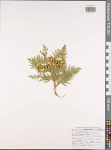 Thuja occidentalis L., Eastern Europe, Central region (E4) (Russia)