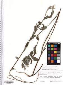 SMR000278, Salix lapponum L., Eastern Europe, Middle Volga region (E8) (Russia)