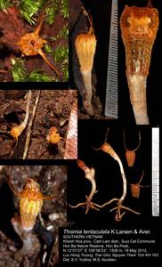 Thismia tentaculata K.Larsen & Aver., South Asia, South Asia (Asia outside ex-Soviet states and Mongolia) (ASIA) (Vietnam)