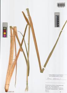 Acorus calamus L., Siberia, Altai & Sayany Mountains (S2) (Russia)