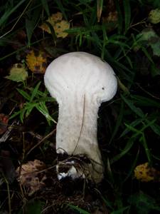 122_Lycoperdon excipuliforme 03, Старицкий район, Tver Oblast (Russia)