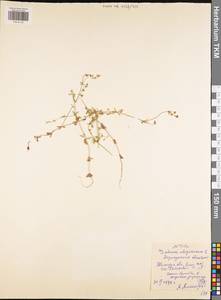 Galium uliginosum L., Eastern Europe, Central region (E4) (Russia)