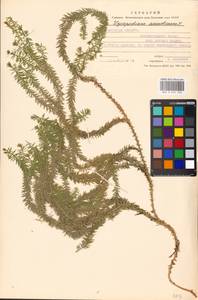 Spinulum annotinum subsp. annotinum, Eastern Europe, Moscow region (E4a) (Russia)