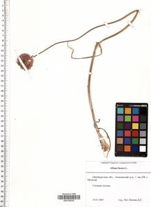 SMR000356, Allium lineare L., Eastern Europe, Eastern region (E10) (Russia)