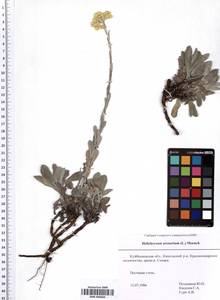 SMR000684, Helichrysum arenarium (L.) Moench, Eastern Europe, Middle Volga region (E8) (Russia)