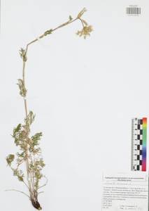 Seseli annuum L., Eastern Europe, Central region (E4) (Russia)