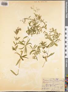 Galium intermedium Schult., Eastern Europe, Central region (E4) (Russia)