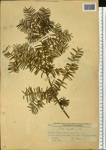 Taxus cuspidata Siebold & Zucc., Siberia, Russian Far East (S6) (Russia)