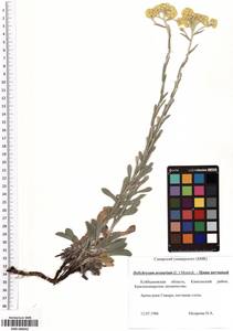 SMR000042, Helichrysum arenarium (L.) Moench, Eastern Europe, Middle Volga region (E8) (Russia)