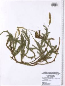 Lycopodium clavatum L., Eastern Europe, Central region (E4) (Russia)