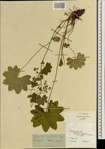 Alchemilla vulgaris L., Eastern Europe, Central region (E4) (Russia)