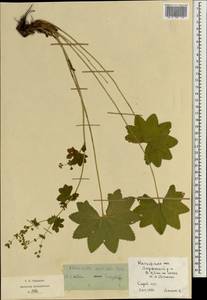 Alchemilla vulgaris L., Eastern Europe, Central region (E4) (Russia)