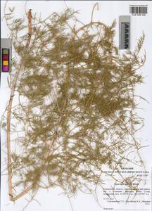 Asparagus pallasii Miscz., Siberia, Altai & Sayany Mountains (S2) (Russia)