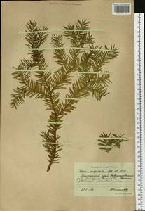 Taxus cuspidata Siebold & Zucc., Siberia, Russian Far East (S6) (Russia)