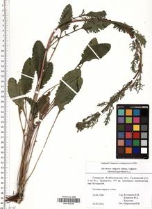 SMR000136, Jacobaea vulgaris subsp. vulgaris, Eastern Europe, Middle Volga region (E8) (Russia)