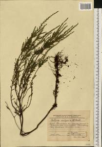 Calluna vulgaris (L.) Hull, Eastern Europe, Belarus (E3a) (Belarus)