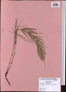 Equisetum arvense L., Eastern Europe, Central region (E4) (Russia)