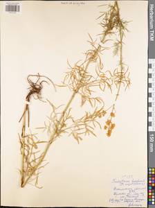 Thalictrum lucidum L., Eastern Europe, Central region (E4) (Russia)