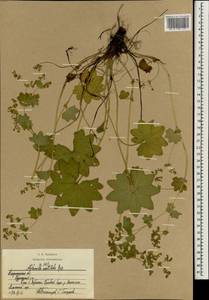 Alchemilla vulgaris L., Eastern Europe, Central region (E4) (Russia)