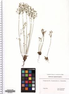 SMR000014, Androsace septentrionalis L., Eastern Europe, Middle Volga region (E8) (Russia)
