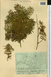 Taxus cuspidata Siebold & Zucc., Siberia, Russian Far East (S6) (Russia)