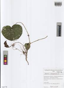 Asarum europaeum L., Siberia, Altai & Sayany Mountains (S2) (Russia)