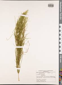 Equisetum arvense L., Eastern Europe, Central region (E4) (Russia)