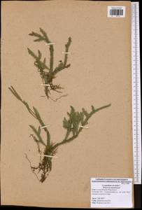 Lycopodium clavatum L., Eastern Europe, Central region (E4) (Russia)