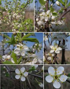 Prunus spinosa L., Eastern Europe, Central forest-and-steppe region (E6) (Russia)