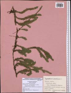 Spinulum annotinum subsp. annotinum, Eastern Europe, Central region (E4) (Russia)