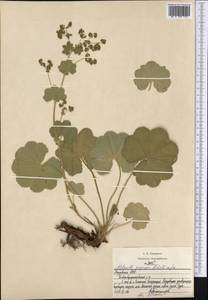 Alchemilla propinqua H. Lindb. ex Juz., Eastern Europe, Middle Volga region (E8) (Russia)