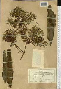 Taxus cuspidata Siebold & Zucc., Siberia, Russian Far East (S6) (Russia)