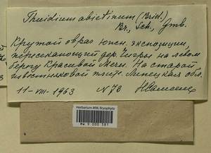 Abietinella abietina (Hedw.) M. Fleisch., Bryophytes, Bryophytes - Central forest-and-steppe region (B10) (Russia)