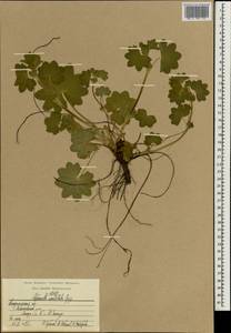 Alchemilla vulgaris L., Eastern Europe, Central region (E4) (Russia)