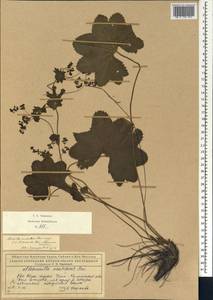 Alchemilla acutidens Buser, Eastern Europe, Northern region (E1) (Russia)