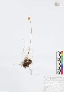 Allium flavescens Besser, Eastern Europe, Central region (E4) (Russia)