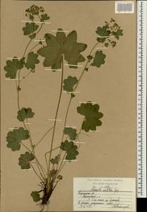 Alchemilla vulgaris L., Eastern Europe, Central region (E4) (Russia)