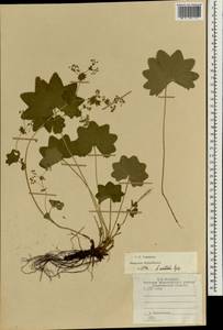 Alchemilla vulgaris L., Eastern Europe, Central region (E4) (Russia)